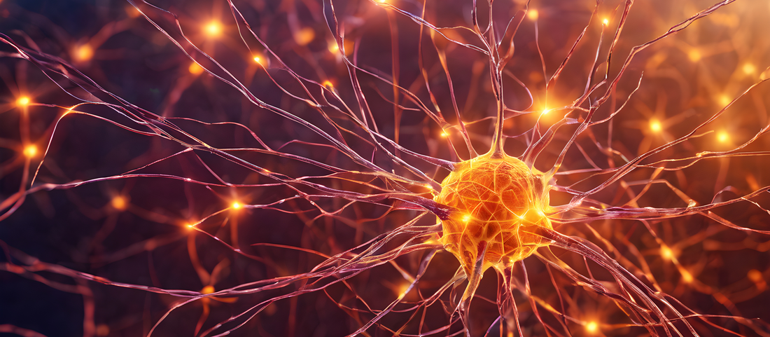 Scientific research on Yoga Nidra — evidence for brain health, stress, sleep and anxiety | Nidra Mind